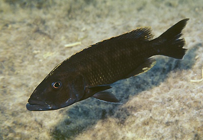 Tyrannochromis nigriventer 'Cape Kaiser'